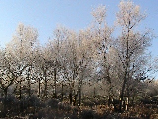 Trees