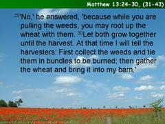Matthew 13:24-30, (31-43